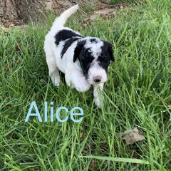 Double Doodle Puppies from Little Muddy Doodles