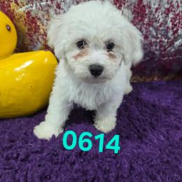 Yoko - White female Bichon Frise puppy in Neosho, Missouri from Cooley's Cuddle Pups
