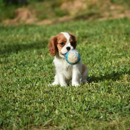 Cavalier King Charles Spaniel Puppies from Seaborne Cavalier King Charles Spaniels