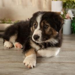 Solstice - Black and white male Border Collie puppy in Conway, Missouri from 2J 2K Border Collies | Maremma Sheepdogs