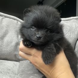 Snowball - Black Pomeranian puppy in Golden, Colorado from Puppy Zen Den