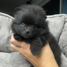 Snowball - Black Pomeranian puppy in Golden, Colorado from Puppy Zen Den