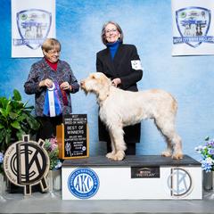 Spinone Italiano All Grown Up from Seven Pines Spinone