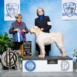Spinone Italiano All Grown Up from Seven Pines Spinone