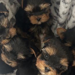 Yorkshire Terriers from Yorkie Divas