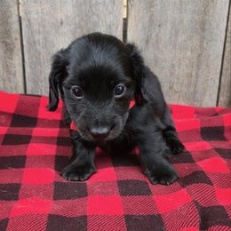 Red - Black male Dachshund puppy in South Willard, Utah from Doxies in the Sun