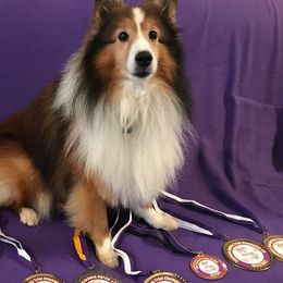 Shetland Sheepdogs from Betty Carter's Shetland Sheepdogs