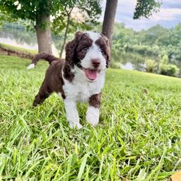 Tuxedo - Chocolate male Australian Labradoodle puppy in Dawson, Georgia from Still Pond Australian Labradoodles