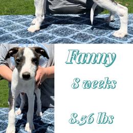 Fanny - White and fawn brindle female Whippet puppy in Plainfield, Indiana from Rose Acre Whippets