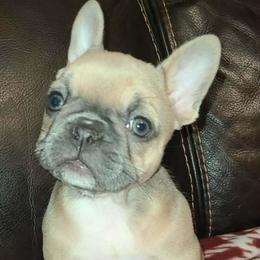 Ramona - Liver female French Bulldog puppy in Graham, Washington from Kristy's French Bulldogs & Mini Schnauzers