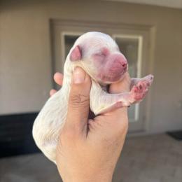 Cream girl - Cream female Aussiedoodle puppy in Spring Hill, Florida from Pawprint Dreams Boarding and Kennel