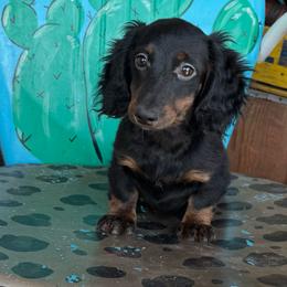 Sadie - Brindle female Dachshund puppy in Hawley, Texas from Foxy’s Dachshunds & Toy Aussies