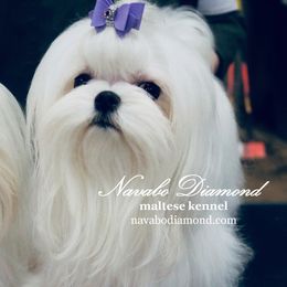 Amore Amore - Maltese