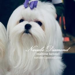 Amore Amore - Maltese
