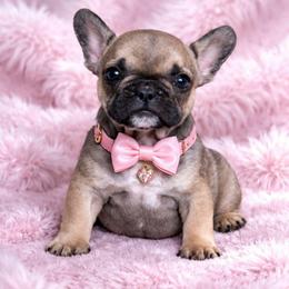 Bambi - Tricolors female French Bulldog puppy in Maplewood, New Jersey from Poos&Bulls Keepsake