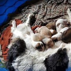 Borzoi Puppies from Agust Borzoi