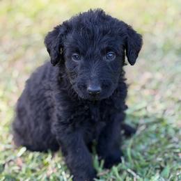 Leo - Black male Labradoodle puppy in Georgetown, South Carolina from Muddy Bay Kennels