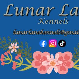 Golden Retrievers from Lunar Lane Kennels