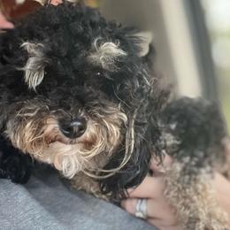 Nola - Poodle