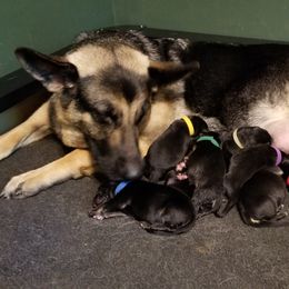 German Shepherd Puppies from Sevilla German Shepherds