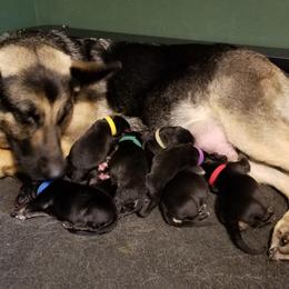 German Shepherd Puppies from Sevilla German Shepherds