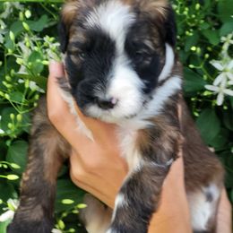 Romeo - Wheaten male Whoodle puppy in Bolingbrook, Illinois from R&R Whoodles