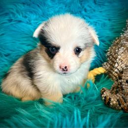Questa - Blue merle and white female American Corgi puppy in Los Lunas, New Mexico from Blue Diamond Welsh corgis