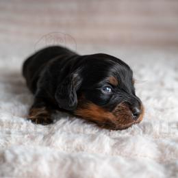 Tantanmen - Black and tan male Dachshund puppy in Temecula, California from Naomi Magee's Dachshund Kennel