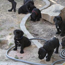 Cane Corso Puppies from Valentina Cane Corso