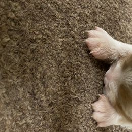 Australian Shepherd Puppies from Mullis Australian Shepherd