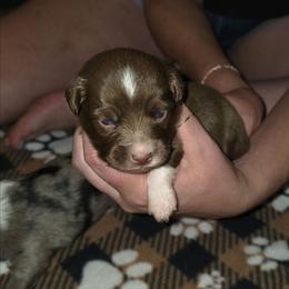 Cedar - Red & white male Miniature Australian Shepherd puppy in Arlington, Texas from CopperHead Aussies