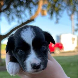 Kona - Black tri female Miniature American Shepherd puppy in Milton Freewater, Oregon from Sparkling Cross Toy & Mini Aussies