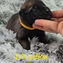 Jo's Yellow - Mahogany male Belgian Malinois puppy in Berry, Alabama from North River k9