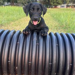 Mint - Black male Labrador Retriever puppy in Abbeville, South Carolina from Long Cane Retrievers LLC