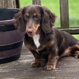 Dachshunds from Hippie and Cowboy’s Dachshunds