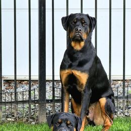 Rottweilers from Spartan Rottweilers