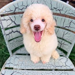 Sailor with training - Cream male Poodle puppy in Boonville, North Carolina from Doods & Dolls