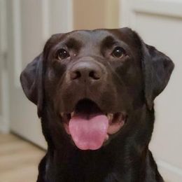 Lucy - Labrador Retriever