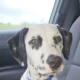 Ember - Dalmatian
