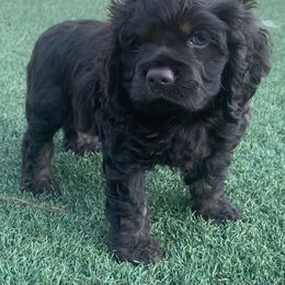 Catahoula Leopard Dog and Cocker Spaniel Puppies from Rich Cat’s
