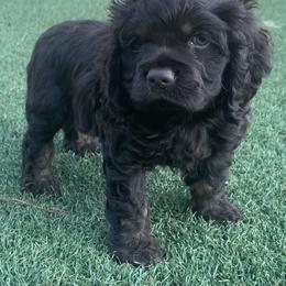 Catahoula Leopard Dog and Cocker Spaniel Puppies from Rich Cat’s