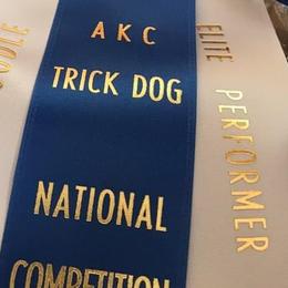 Poodles from TrickDog.Win