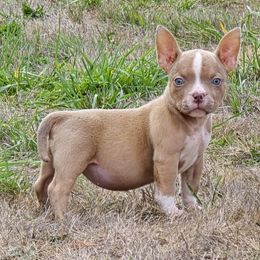Apple Pie - American Bully puppy from Gamer Bullyz