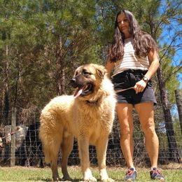 Apollo - Anatolian Shepherd Dog