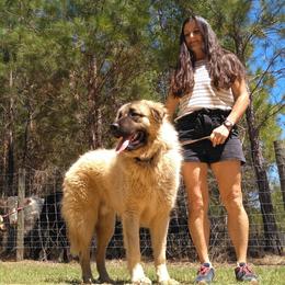 Apollo - Anatolian Shepherd Dog