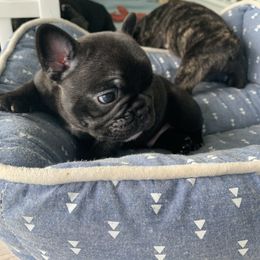 French Bulldog Puppies from Luna and London’s Puppies
