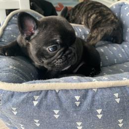 French Bulldog Puppies from Luna and London’s Puppies
