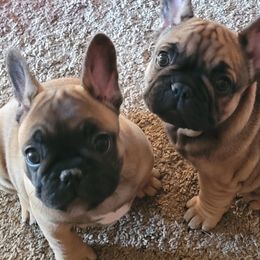 French Bulldog Puppies from 4 Leaf Frenchies