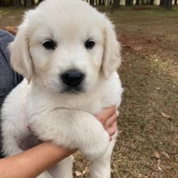 Golden Retriever Puppies from Happy Home English Cream Golden Retriever Breeders of SC
