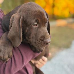 Ranger - Chocolate male Labrador Retriever puppy in Archer Lodge, North Carolina from Archer Lodge Labradors